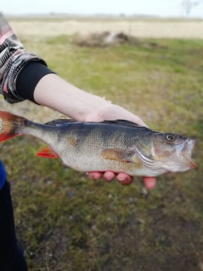 Ešerys, 0,5 kg