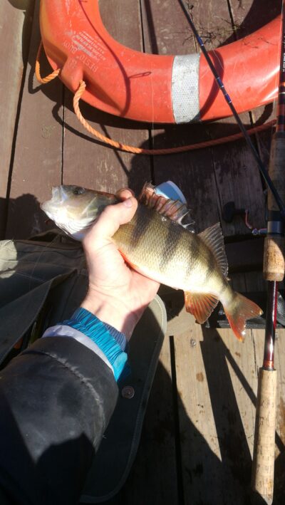 Ešerys, 0,4 kg