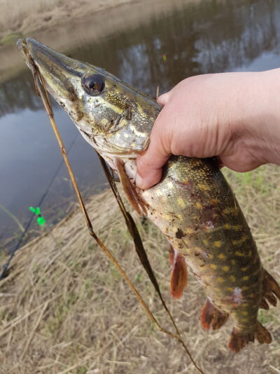 Lydeka, 0,7 kg