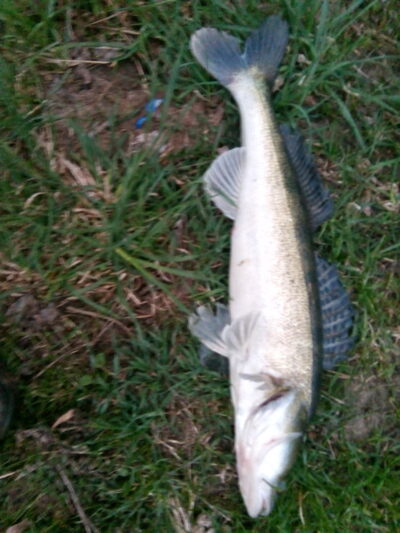 Starkis, 1,5 kg