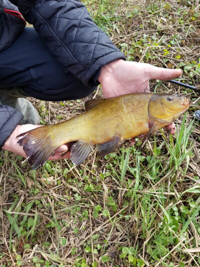 Lynas, 0,8 kg