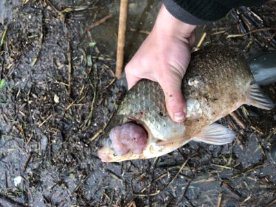 Sidabrinis karosas, 0,7 kg