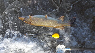 Lydeka, 1,7 kg