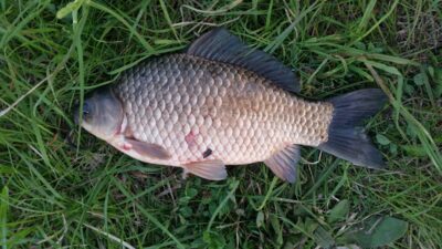 Sidabrinis karosas, 1,6 kg