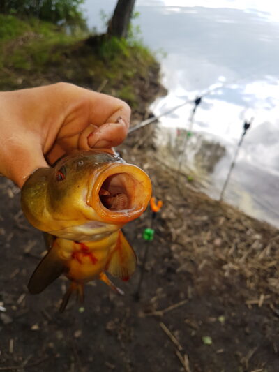 Lynas, 1,0 kg