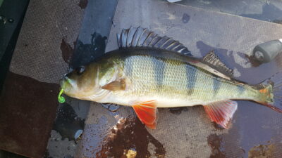 Ešerys, 0,4 kg — Arinas