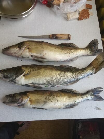 Starkis, 3,0 kg