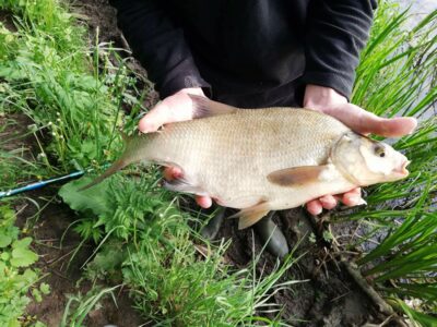 Karšis, 1,8 kg — Sasna