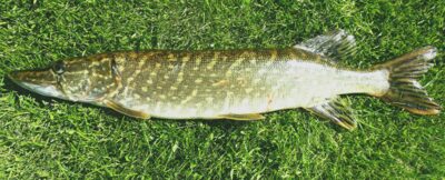 Lydeka, 1,1 kg — Šventoji