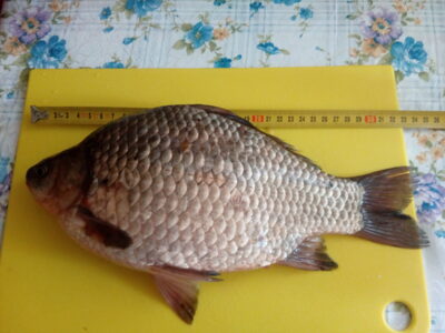 Sidabrinis karosas, 1,2 kg — Puorių