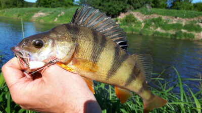 Ešerys, 0,4 kg