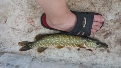 Lydeka, 0,6 kg