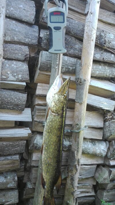 Lydeka, 1,3 kg