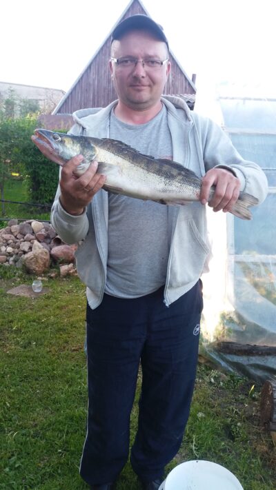 Starkis, 2,0 kg