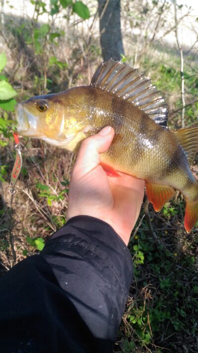 Ešerys, 0,4 kg — Lėvuo