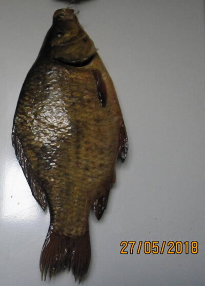 Auksinis karosas, 0,9 kg