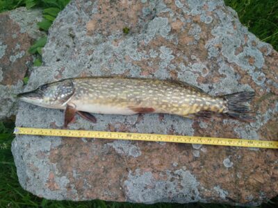 Lydeka, 1,6 kg