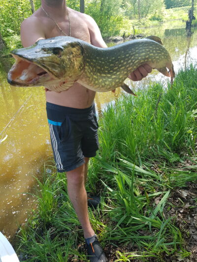 Lydeka, 7,5 kg