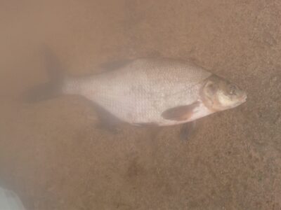 Karšis, 0,8 kg