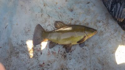 Lynas, 1,0 kg — Ekrano gamyklos