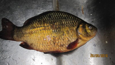 Auksinis karosas, 0,5 kg