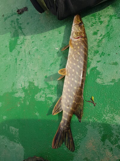 Lydeka, 1,4 kg