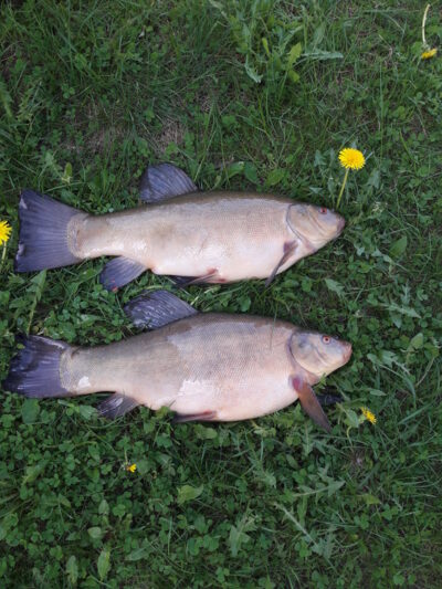 Lynas, 1,8 kg — Vėjinės