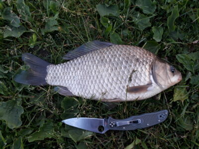 Auksinis karosas, 0,9 kg