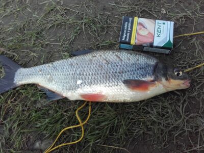 Žiobris, 0,6 kg