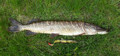 Lydeka, 3,2 kg