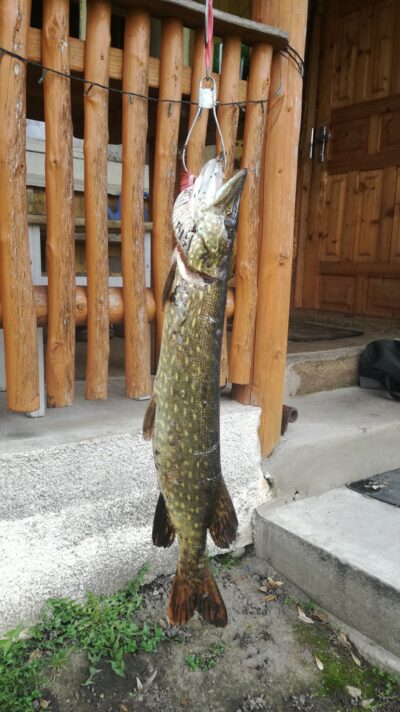 Lydeka, 1,6 kg — Virinta
