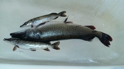 Lydeka, 8,2 kg