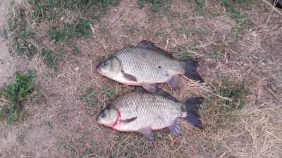 Sidabrinis karosas ×2