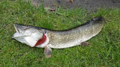 Lydeka, 2,4 kg