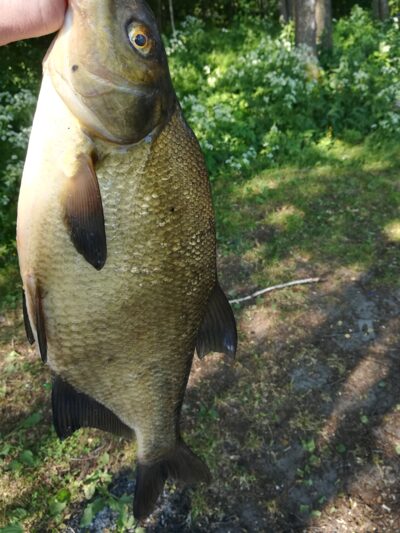 Karšis, 1,4 kg