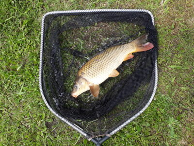 Paprastasis karpis, 1,8 kg