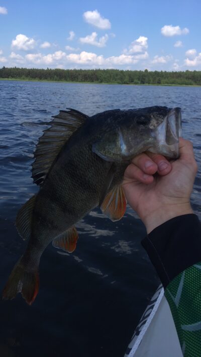 Ešerys, 0,9 kg