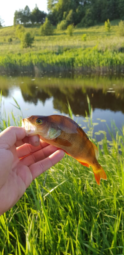 Ešerys