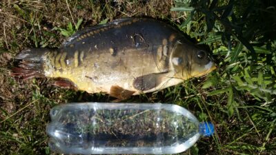 Paprastasis karpis, 3,3 kg