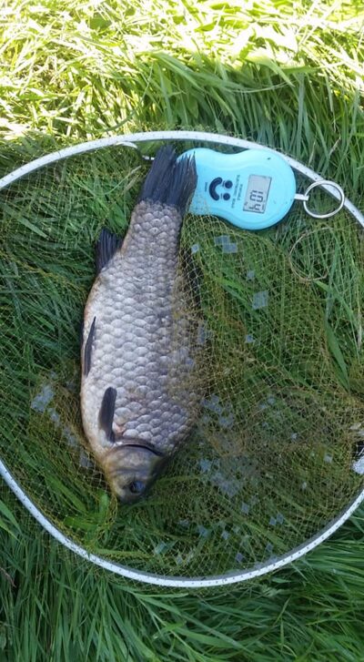 Sidabrinis karosas, 1,0 kg