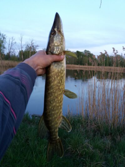 Lydeka, 1,1 kg
