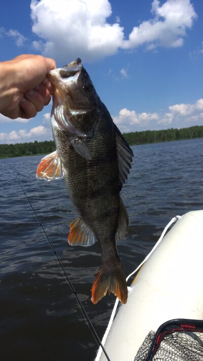 Ešerys, 0,8 kg