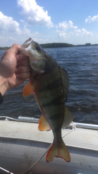 Ešerys, 0,5 kg