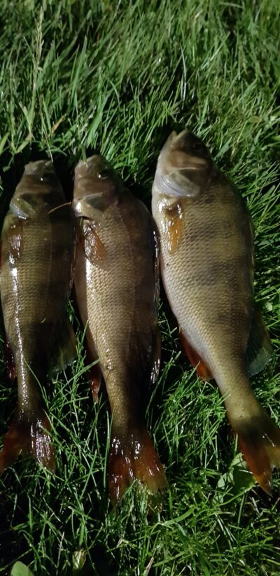 Ešerys ×3