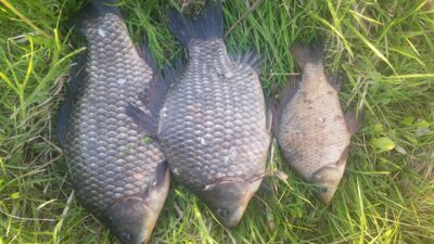 Sidabrinis karosas ×3