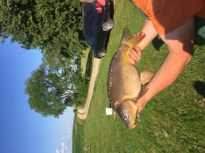Paprastasis karpis, 4,1 kg
