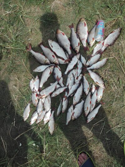 Paprastoji kuoja, 0,7 kg