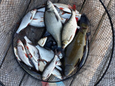 Lynas, 0,6 kg