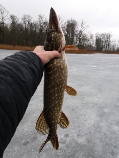 Lydeka, 1,8 kg