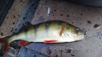 Ešerys, 0,5 kg — Arinas